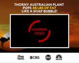 (1) Thorny Australian Plant Pops 48 Lbs Of Fat Like A Soap Bubble | Outback Belly Burner